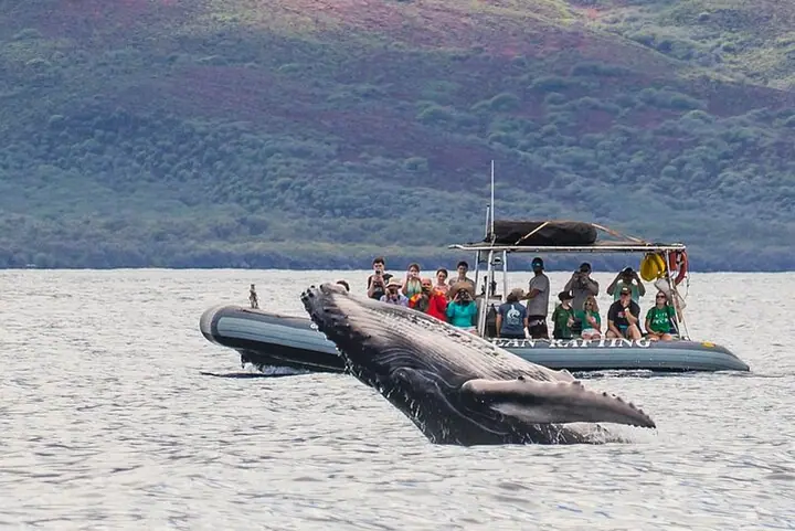 Maui Eco-Raft Tour: Eye-Level Whale or Dolphin Watching - Lahaina