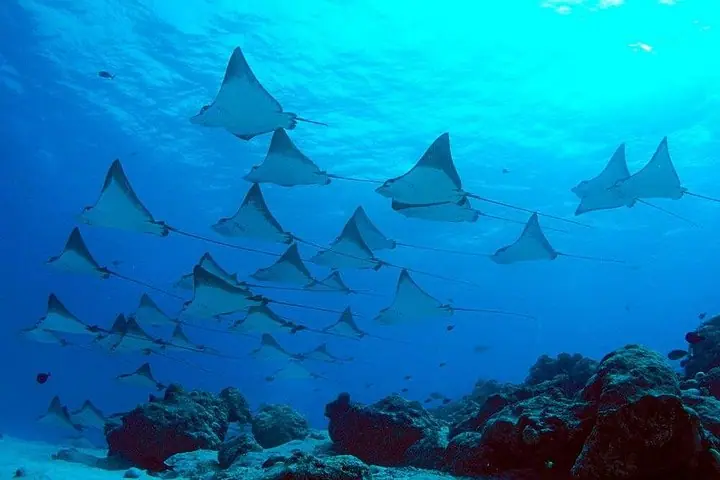 Snorkeling with Manta Rays in Nusa Penida Experience (All-Inclusive) — 5