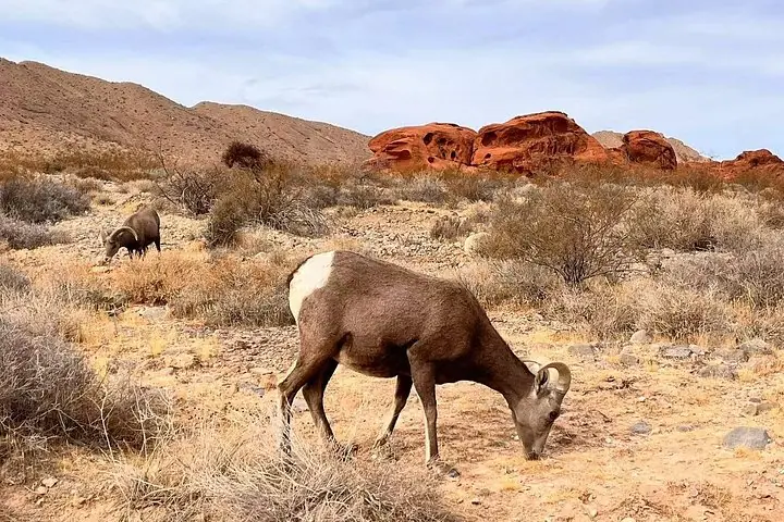 Small Group: Valley of Fire Half Day Tour from Las Vegas — 4
