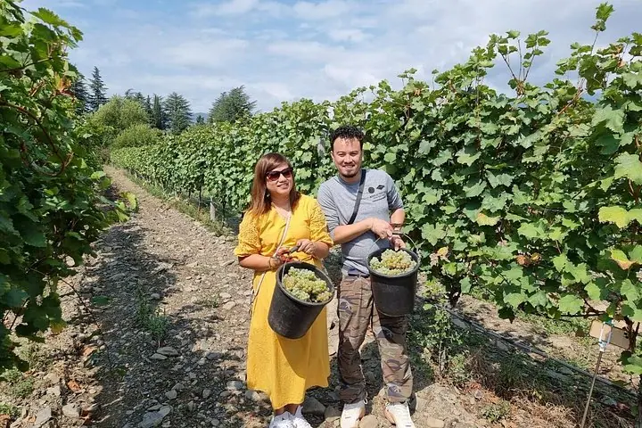 Kakheti - Small wineries and family-cooked lunch • Private tour — 3