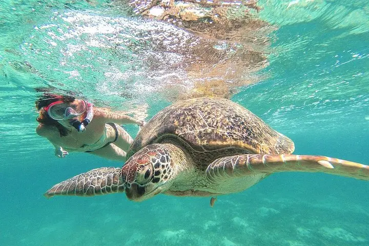 Tulum Cenote Tagesausflug und Schwimmen mit Schildkröten ab Cancún