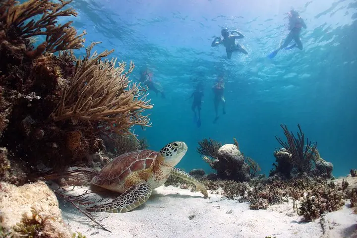Tulum Day Tour Cenote and Swimming with Turtles From Cancun — 4