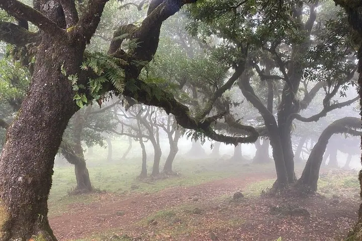 Madeira oreli bo'ylab xususiy to'liq kunlik ekskursiyalari — 4