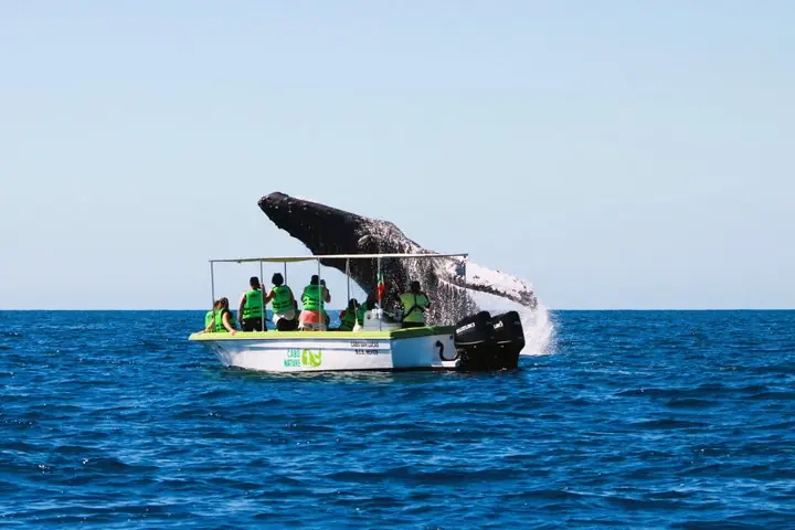 Whale Watching: Female Crew, Guaranteed Sightings, Photos — 2