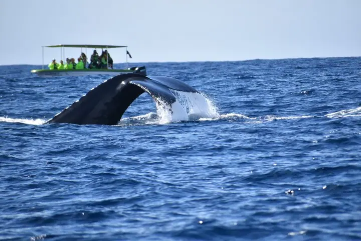Whale Watching: Female Crew, Guaranteed Sightings, Photos — 4