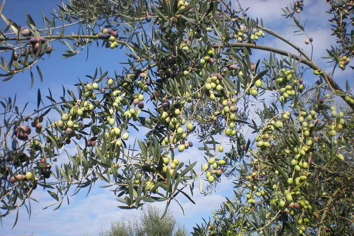 Sorrento Bauernhof-Tour mit Olivenöl, Limoncello und Weinprobe