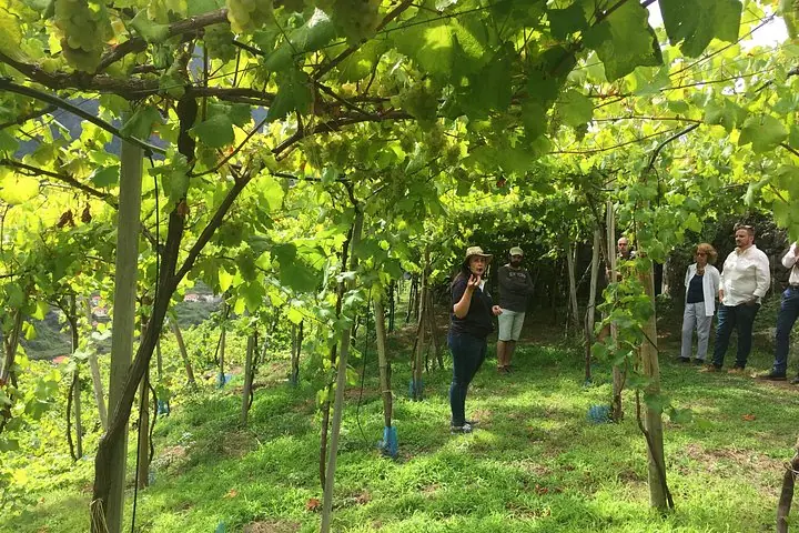 Skywalk con cata de vinos y viñedos Medio día 4x4 Aventura — 4