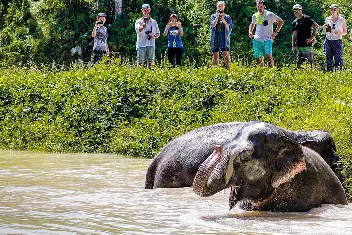 Una tarde con los elefantes en el santuario de elefantes de Phuket — 3