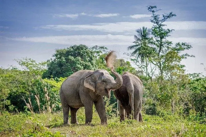 Una tarde con los elefantes en el santuario de elefantes de Phuket — 4