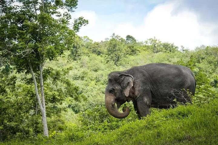 Una tarde con los elefantes en el santuario de elefantes de Phuket — 5