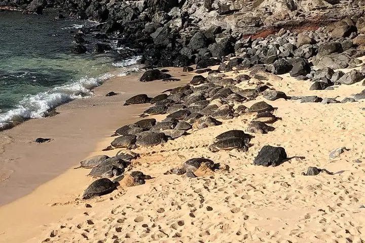 Road to Hana: Full-Day Scenic Drive with Blacksand & Waterfalls