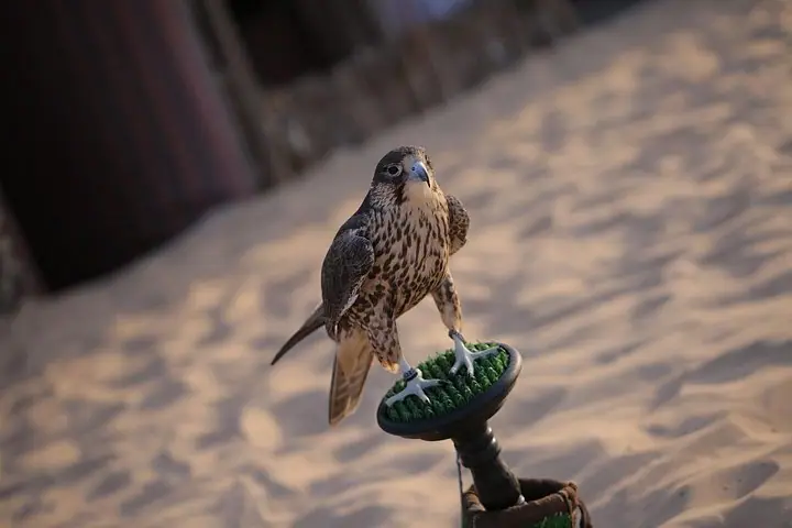 Safari no deserto de Abu Dhabi (explosão de dunas, jantar de churrasco, passeio de camelo e areia) — 2