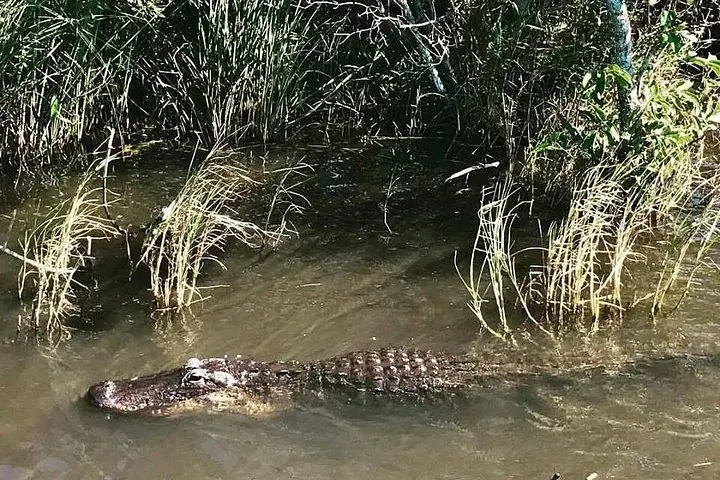 Miami'den Ulaşım Dahil Everglades Küçük Grup Turu (ile) — 4