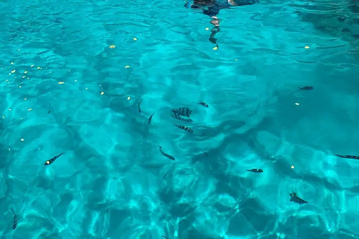 Reef Safari - Snorkeling, Fish Feeding & Lunch (Shared Day Trip) — 2