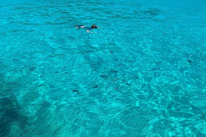 Reef Safari - Snorkeling, Fish Feeding & Lunch (Shared Day Trip) — 4