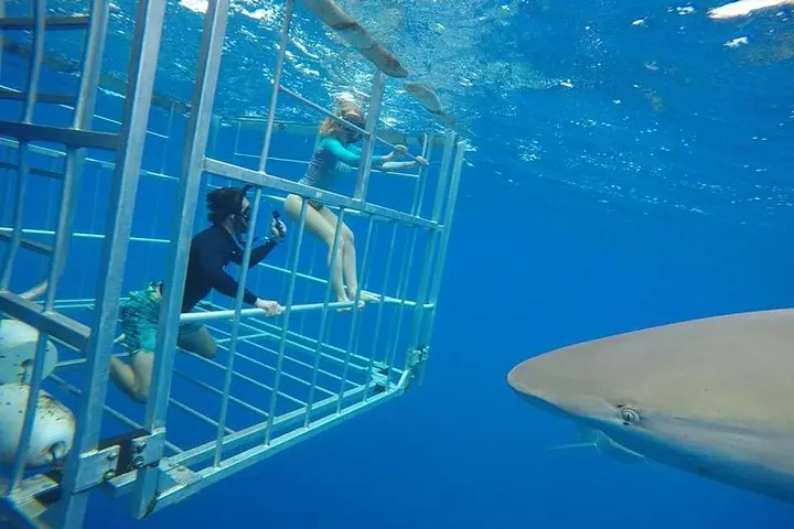 Oahu Shark Dive on the