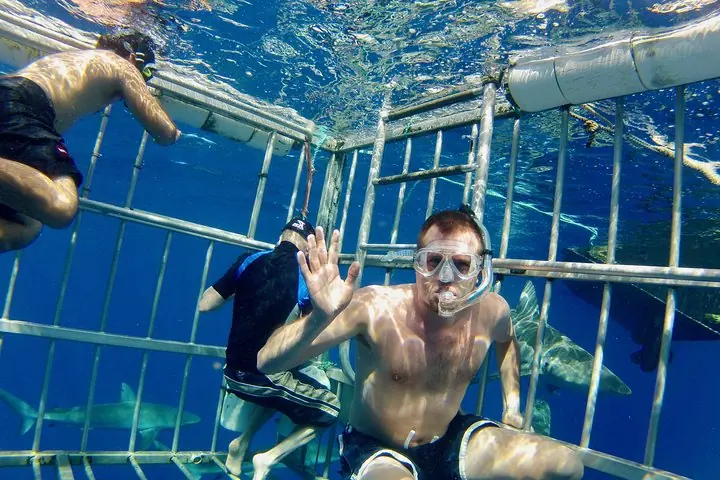 Oahu Shark Dive on the — 2