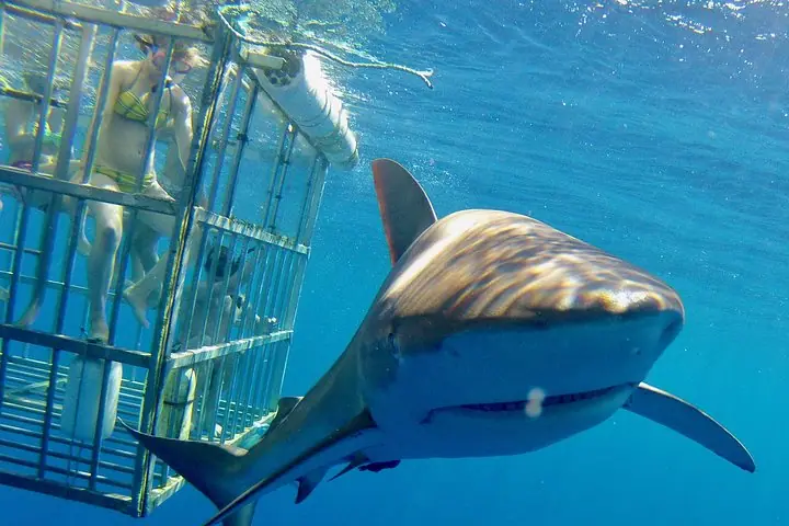 Oahu Shark Dive on the — 3