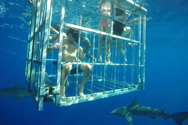 Oahu Shark Dive on the — 4