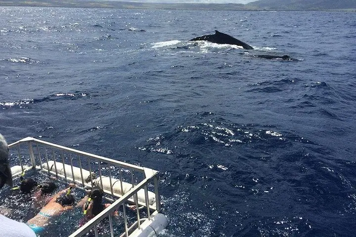 Oahu Shark Dive on the — 5