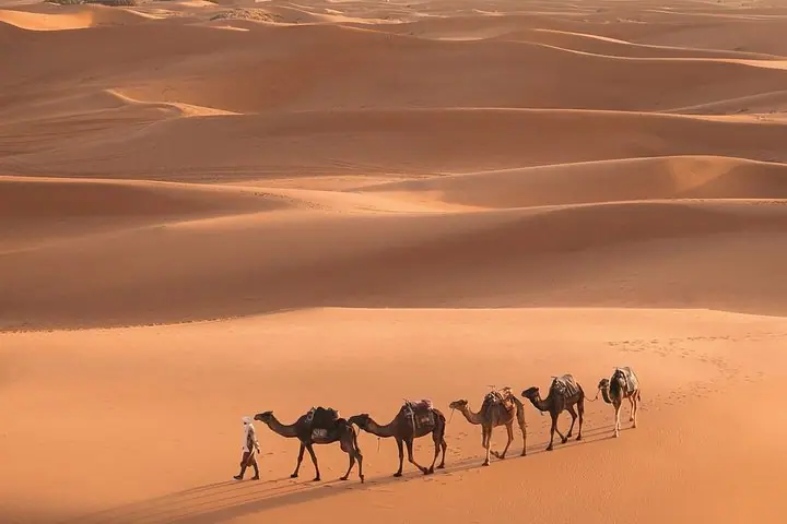 من مراكش إلى مرزوقة: جولة لمدة 3 أيام في الصحراء الكبرى مع ركب الجمال والمخيم من