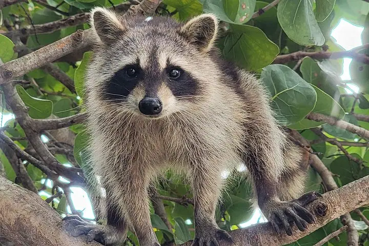 Raccoon Island Exploration on SUP/Kayak — 3