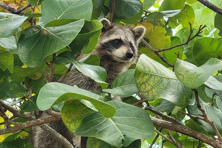 Raccoon Island Exploration on SUP/Kayak — 4