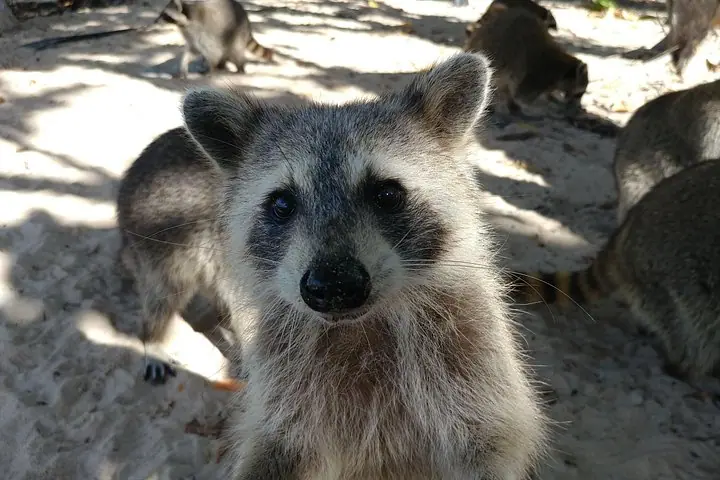 Raccoon Island Exploration on SUP/Kayak — 5