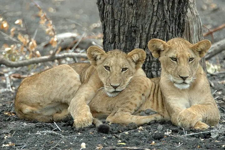 Day Safari tour to Selous Game Reserve from Zanzibar — 2
