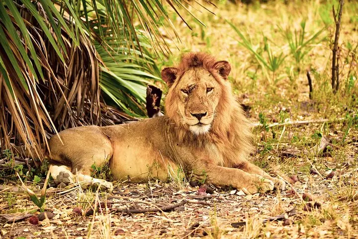 Day Safari tour to Selous Game Reserve from Zanzibar — 3
