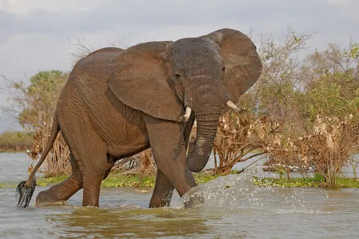 Day Safari tour to Selous Game Reserve from Zanzibar — 4