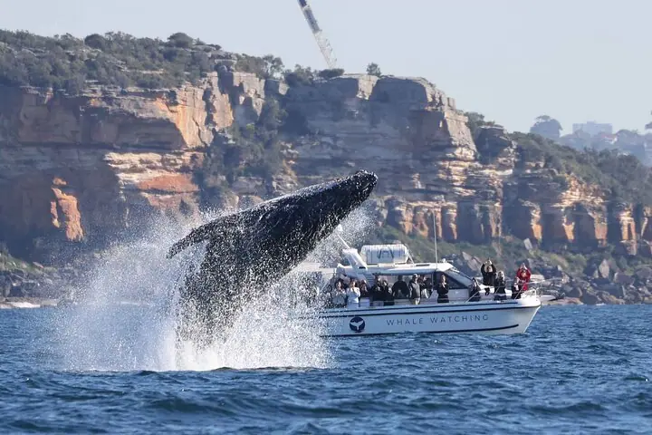 Passeio de barco para observação de baleias em Sydney