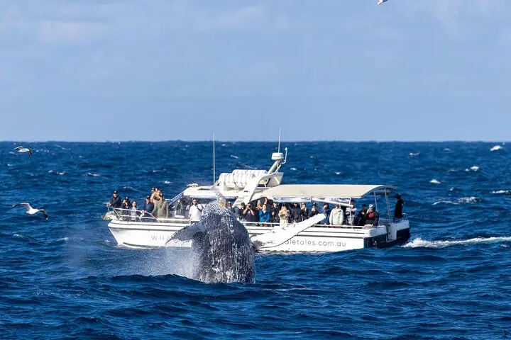 Passeio de barco para observação de baleias em Sydney — 2