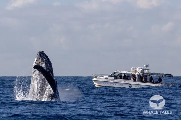 Passeio de barco para observação de baleias em Sydney — 3