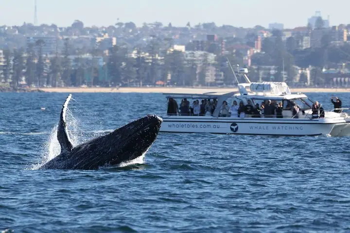 Passeio de barco para observação de baleias em Sydney — 4