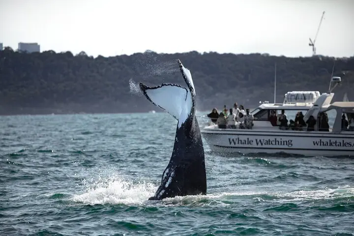 Passeio de barco para observação de baleias em Sydney — 5