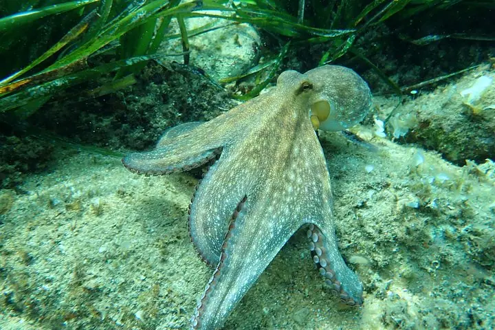 Costa Brava Tour: Kayak, Snorkel & Cliff Jump from Barcelona — 3