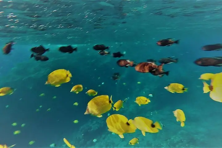 Molokini Crater Snorkel and Turtle Cove High Quality Adventure!