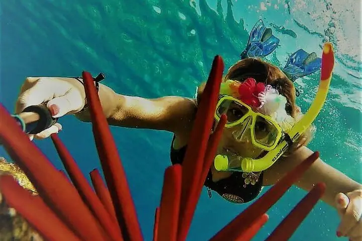 Molokini Crater Snorkel y Turtle Cove Aventura de alta calidad! — 2