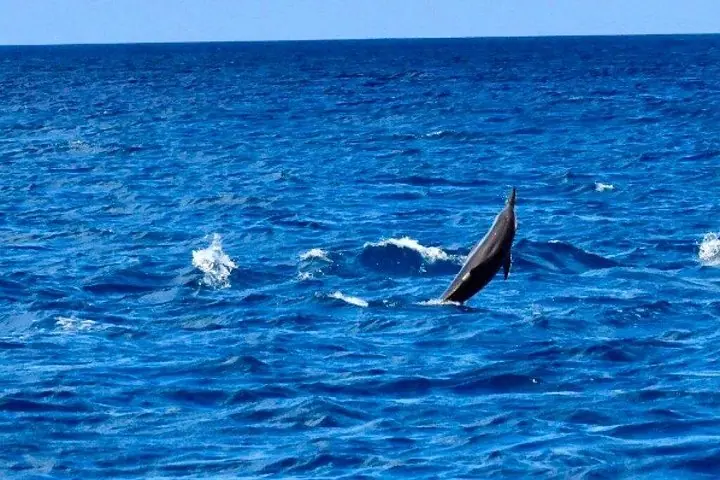 Encuentro de delfines y avistamiento de ballenas. — 2