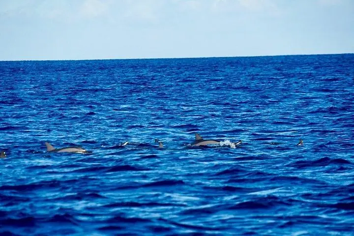 Encuentro de delfines y avistamiento de ballenas. — 3