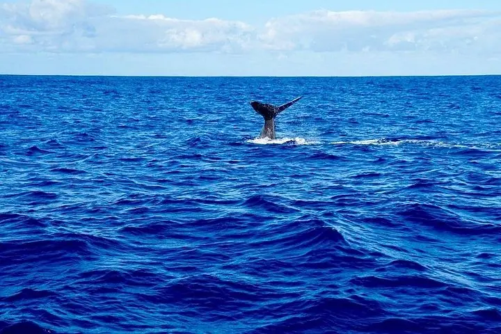Encuentro de delfines y avistamiento de ballenas. — 4