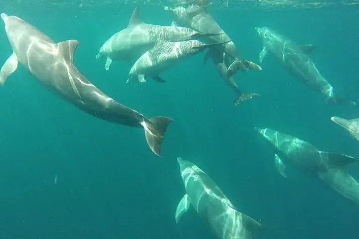 Encuentro de delfines y avistamiento de ballenas. — 5