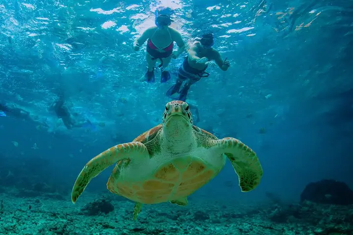 Hidden Cenote Swim: Snorkeling, Sea Turtles and Beachside Lunch — 2