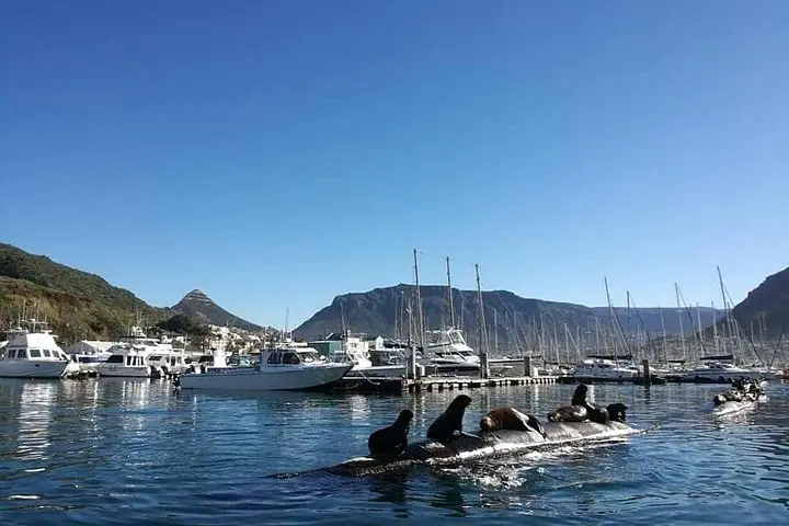 Ocean Wildlife Safari with Snorkelling — 4