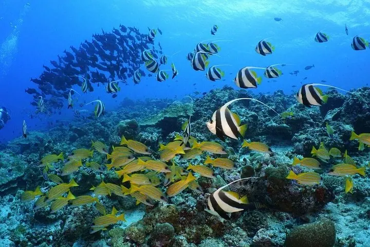 الغطس في Sandbank ورحلة بحرية عند غروب الشمس — 5